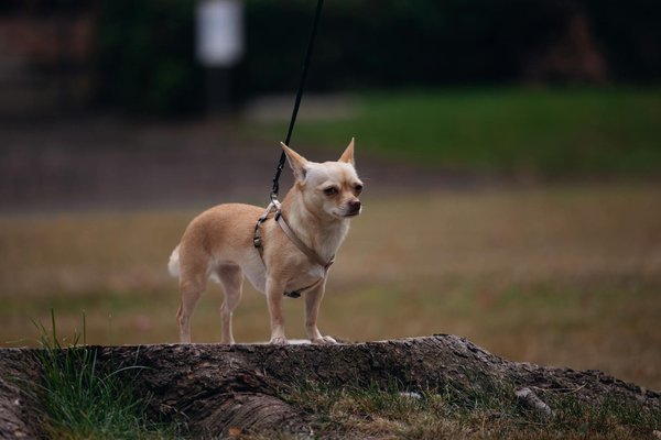 Essential Reasons to Track Shell Health in Hermann"s Tortoises: A Deep Dive into Their Well-being
