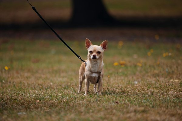 Expert guide to your snake"s shedding: essential tips for a seamless and healthy experience