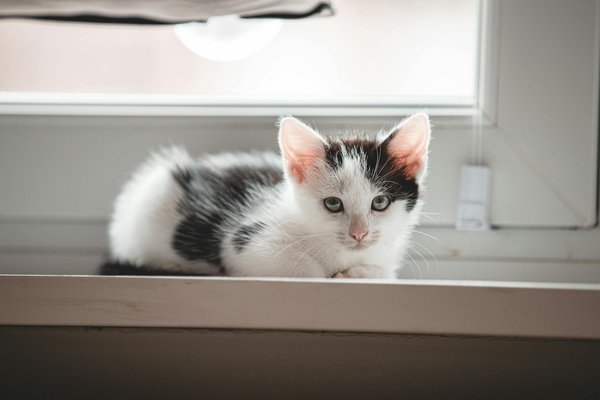 Essential tips for effectively introducing your young shiba inu to other pets